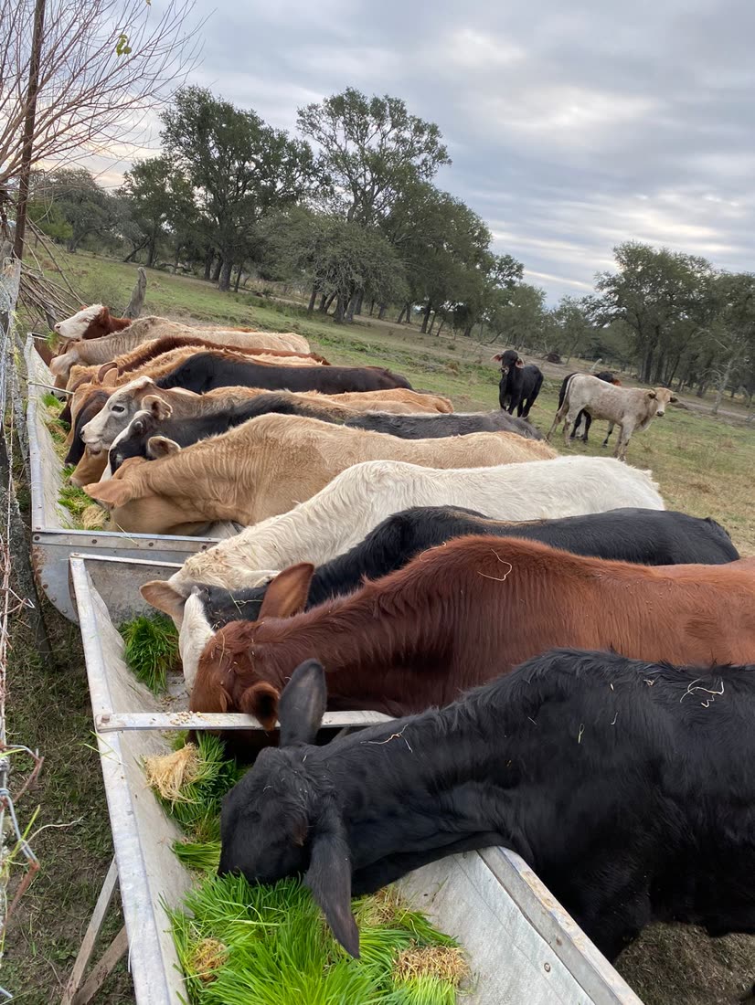 Vacunos comiendo forraje verde de un comedero