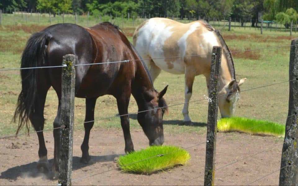 Caballos comiendo forraje verde en un potrero