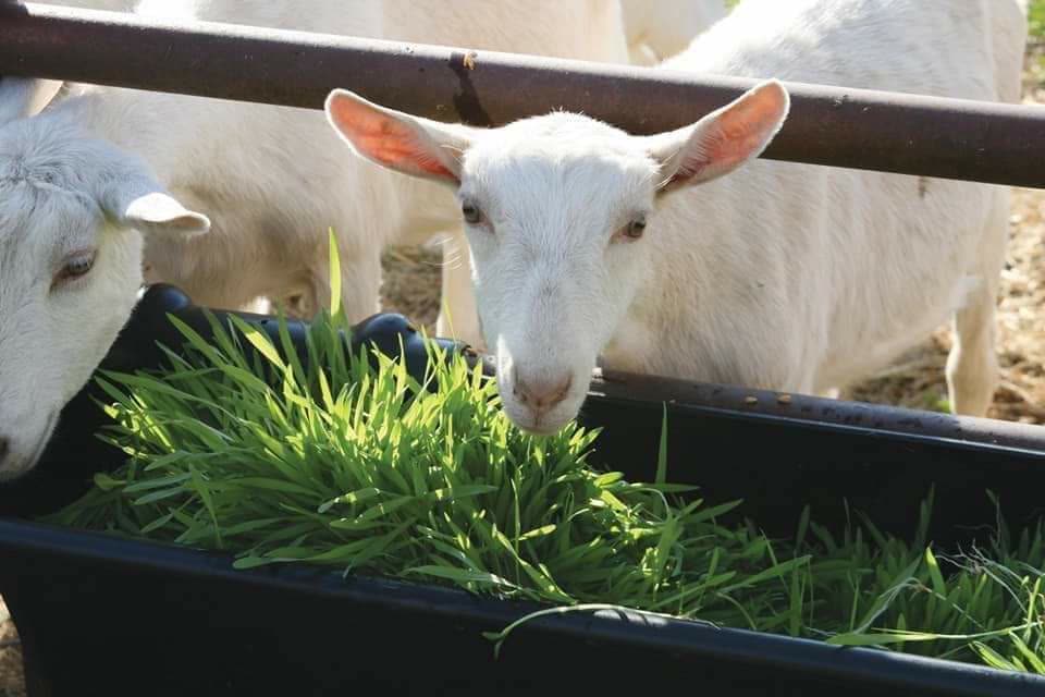 Cabras comiendo forraje verde de una bandeja