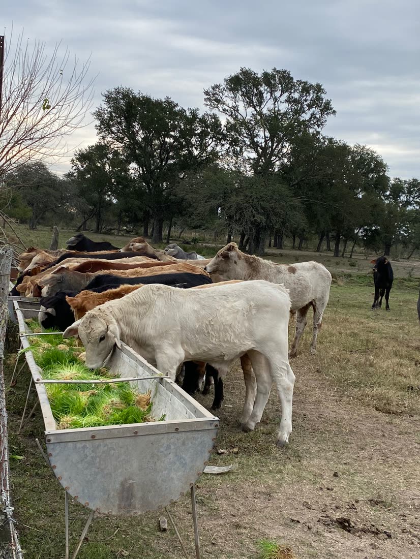 Animales en el campo con forraje verde en el comedero