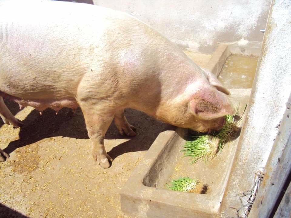 Cerdo consumiendo forraje verde