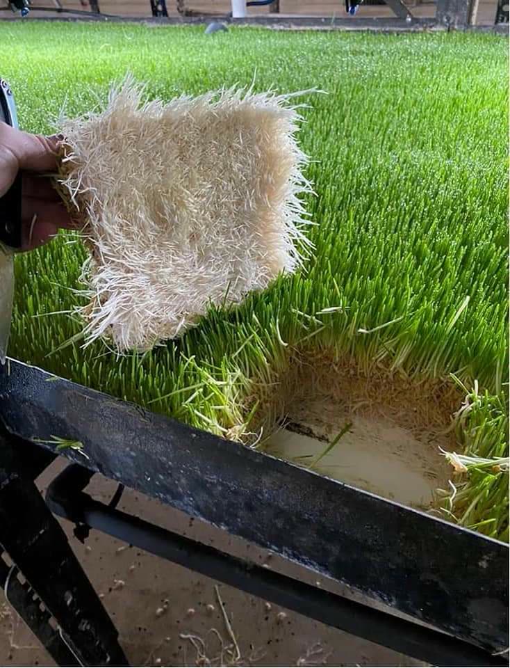 Colchón de raíces y forraje listo para utilizar