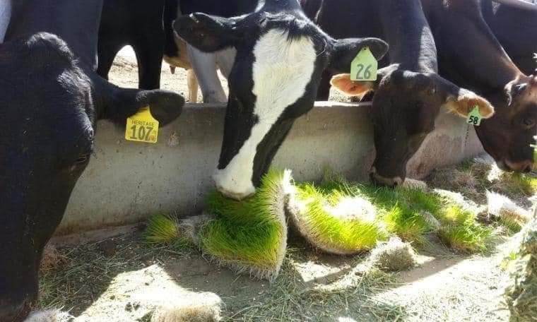 FVH aplicado a alimentación animal