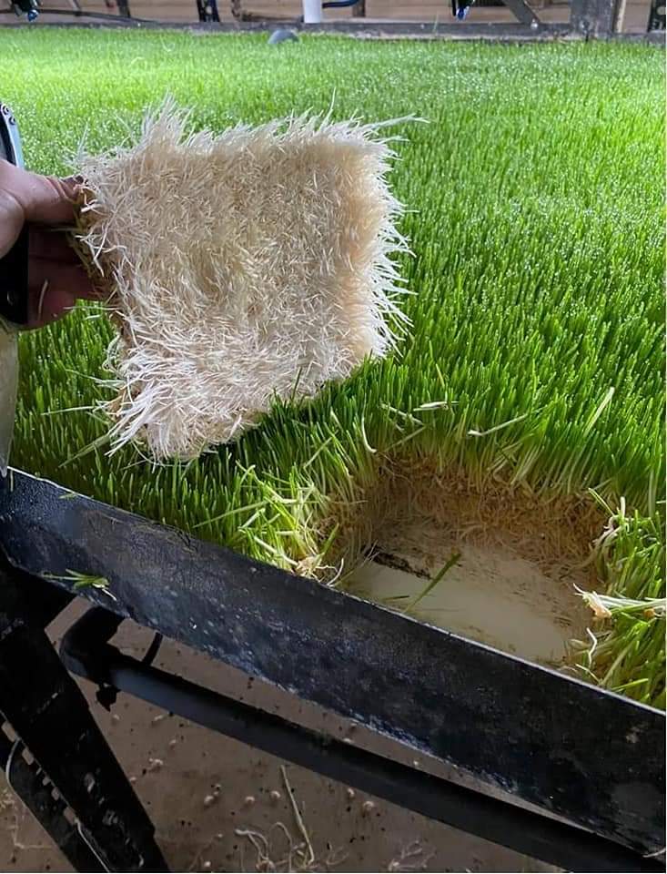Germinación FVH